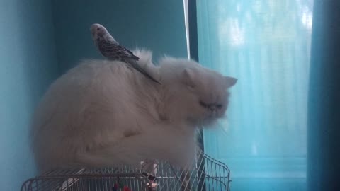 Annoying parrot!