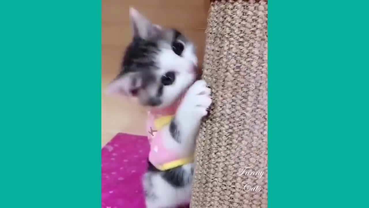 Funny cute cat - cute and baby cats videos compilation ..