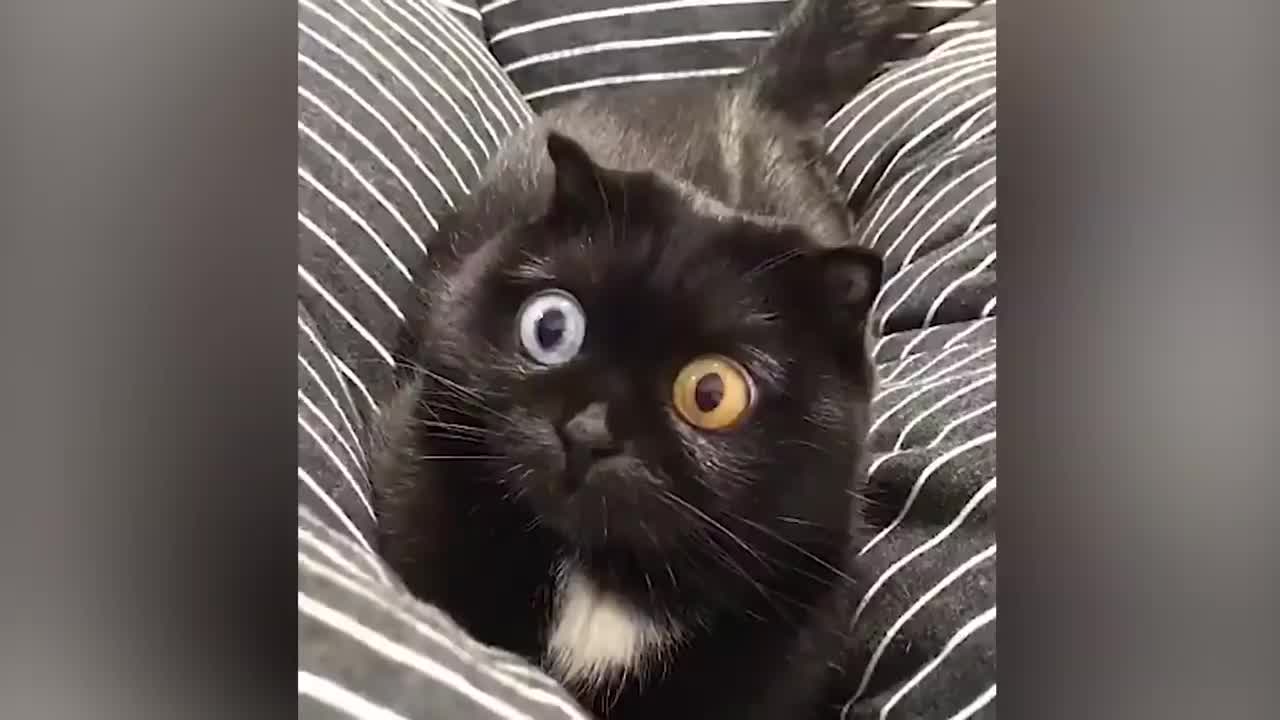 Funny cat and dog videos | Super Dog