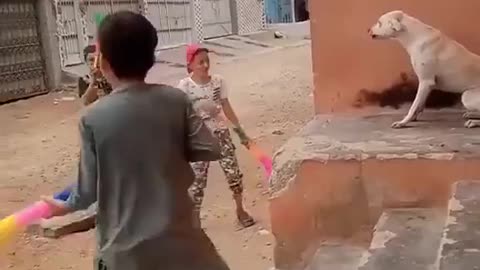 A Dog's Life In The Middle East