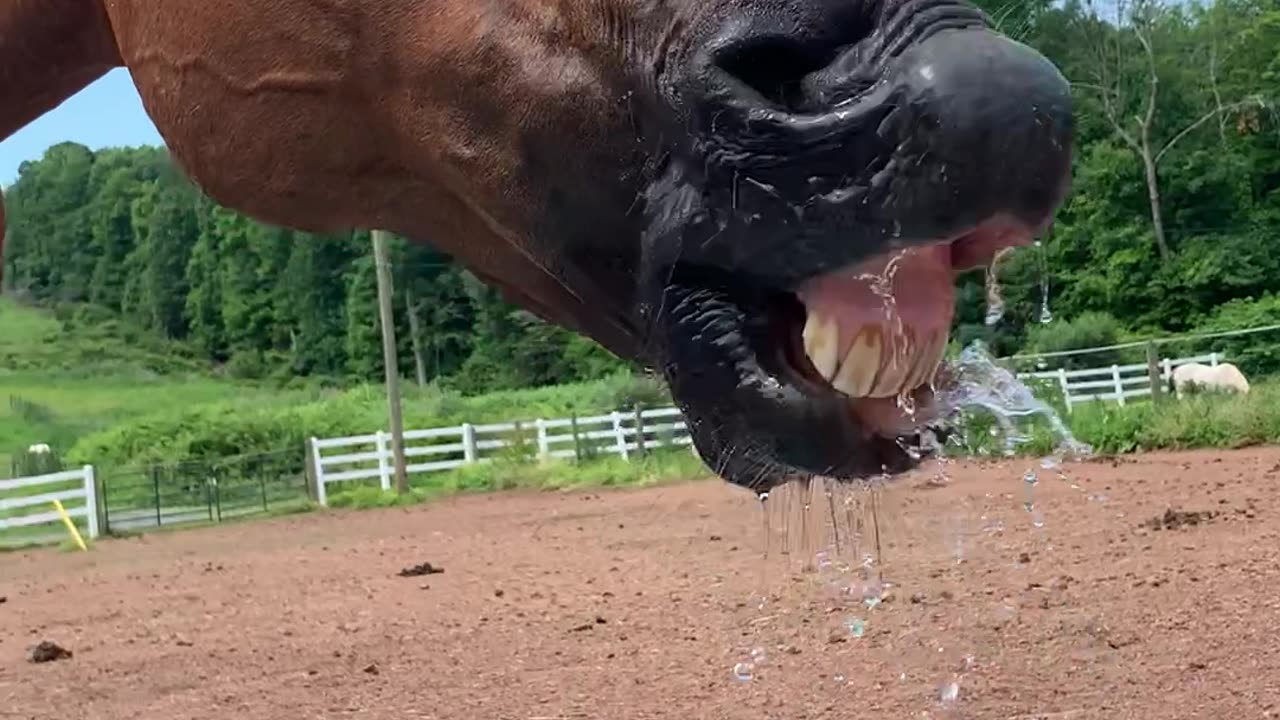 Horse Drinks High Quality H2O