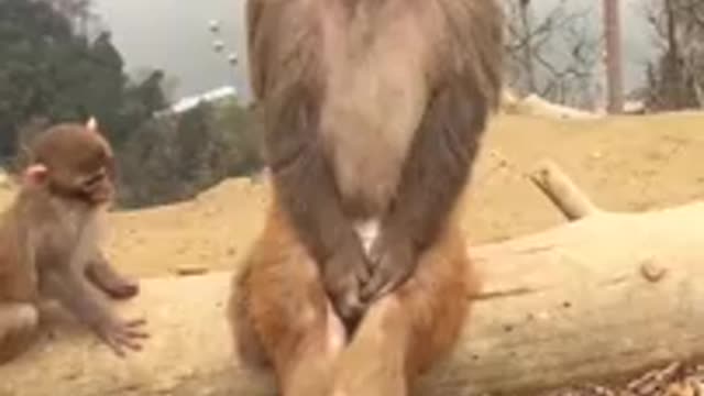 Funny Monkey Short Video