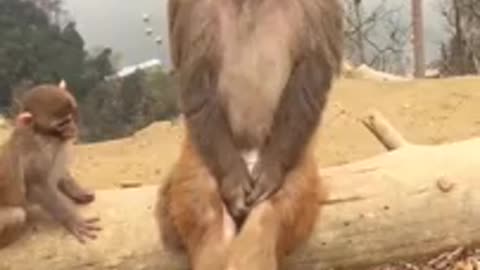 Funny Monkey Short Video