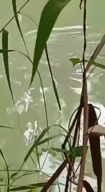 Spooky footage from Africa.