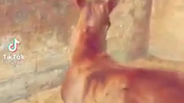 Petite et très belle dot