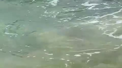 The amazing SARK FISH