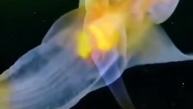 The glowing jellyfish