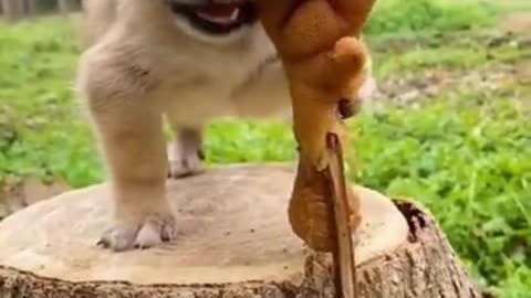 Cute Puppy eating chicken leg