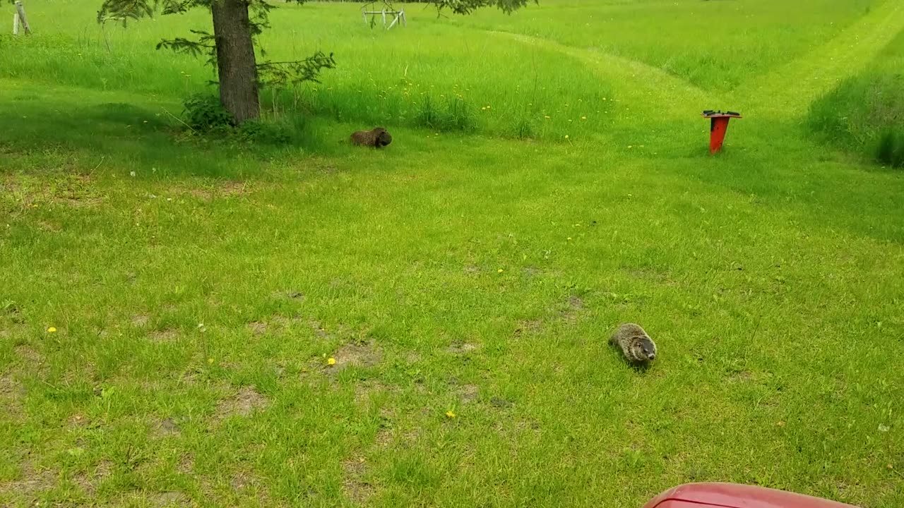 Groundhog with her Babies