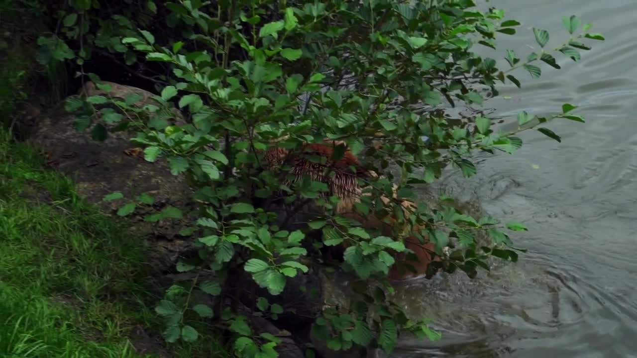 Brown Bear enjoying nature