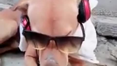 Dog funny music supper jokes