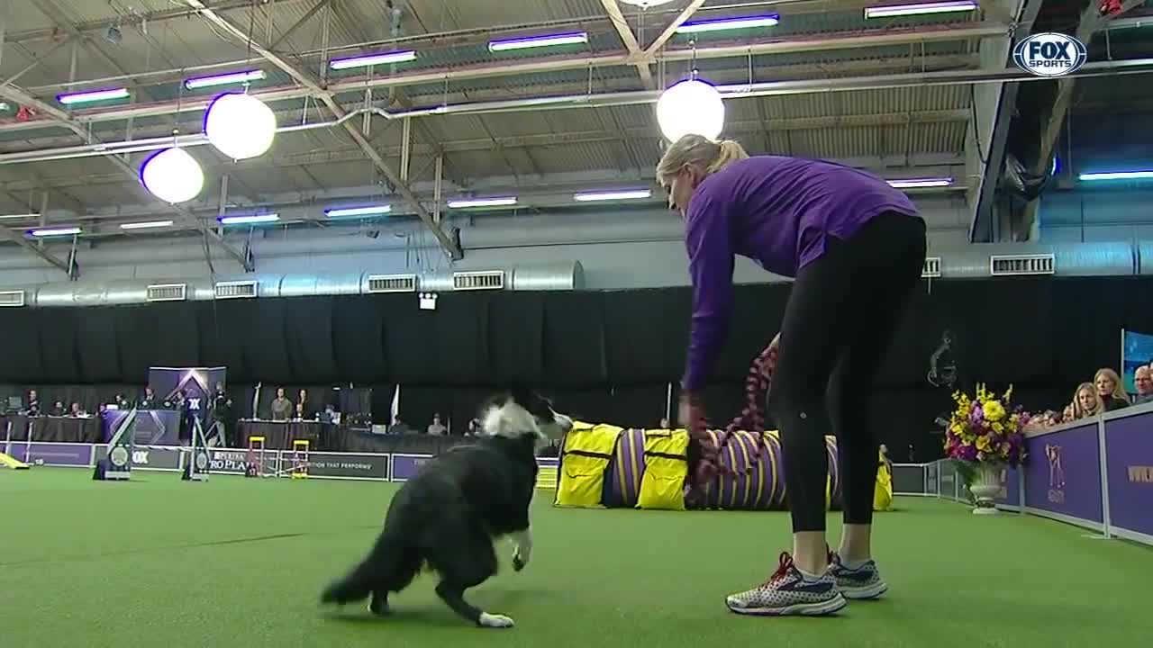 Check out the best of the 2019 WKC Masters Agility Cha...