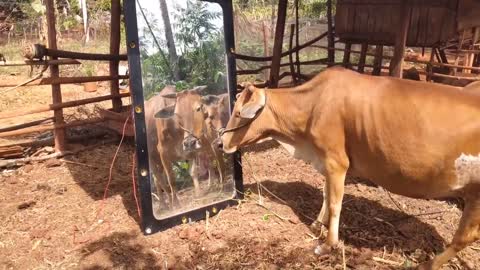 cow looking in the mirror