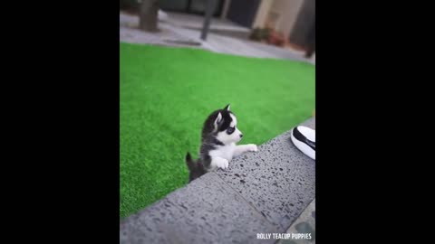 🤗Cute Husky puppy2