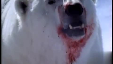 Hungry Polar bear ambushes Seal