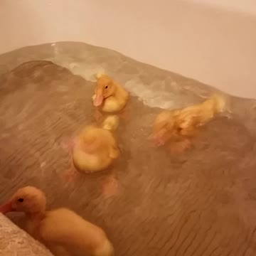 Baby duckies taking a bath with little girl