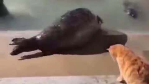 Wtf? Cat slap sea lion!🤣🤣