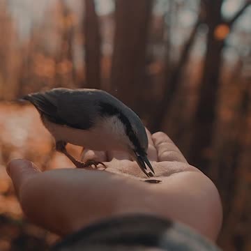 How to Feed a Baby Bird