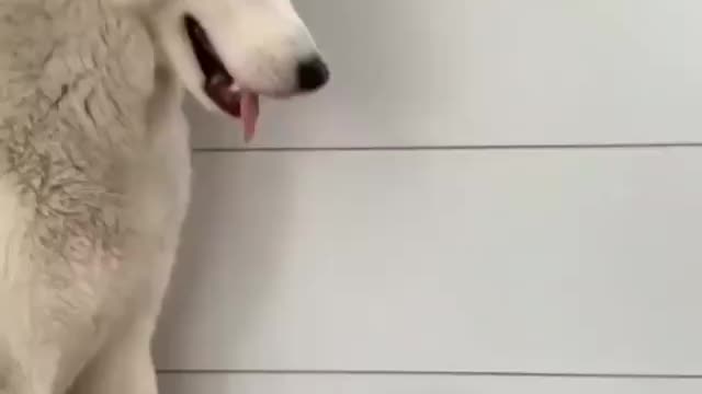 you will not believe this dog's reaction