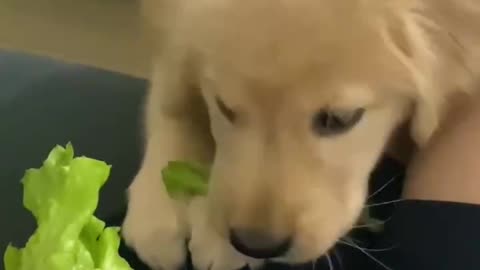 Little golden retriever who loves vegetables