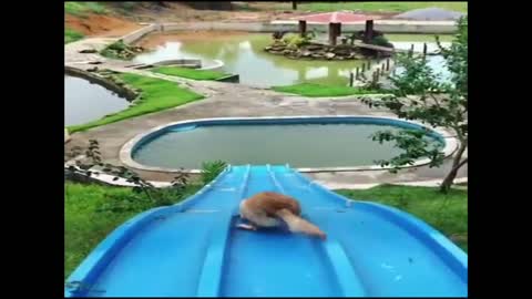 Funniest dog in a water slide