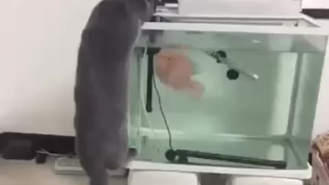 Funny fish goes catting