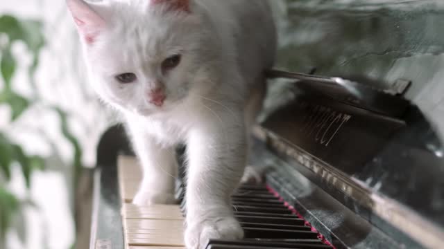 Baby cat - Cute and Funny cat Videos Compilation #10