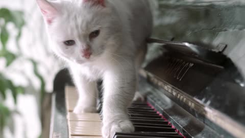 Baby cat - Cute and Funny cat Videos Compilation #10