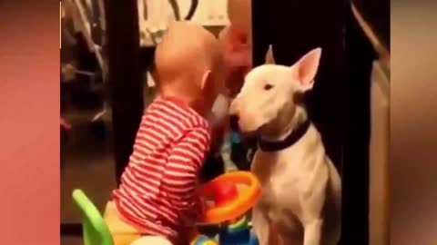 CATS AND DOGS FUNNY VIDEOS WITH BABIES