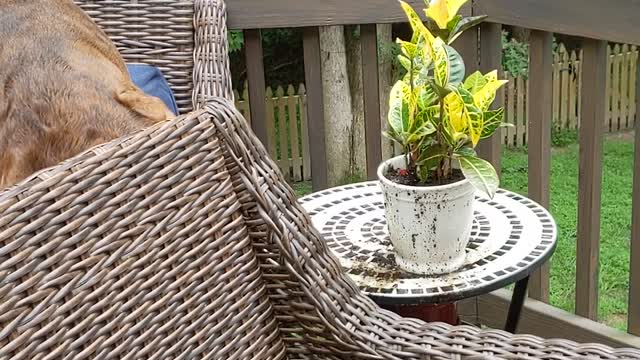 Fred the Dog Drinks From a Flower Pot