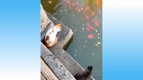 Top Funny Cat Videos of The Weekly - TRY NOT TO LAUGH