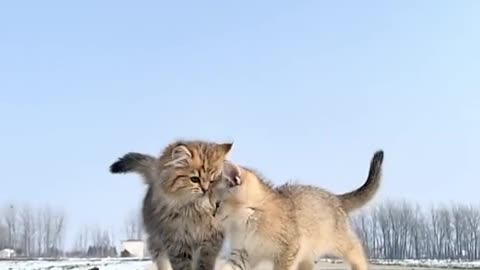 Cute cats 🥰🫠😻