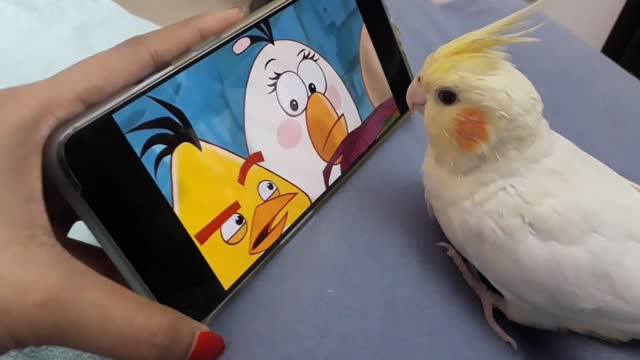 Birb watching Angry birds