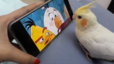 Birb watching Angry birds