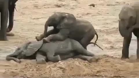 Cute Elephant babies