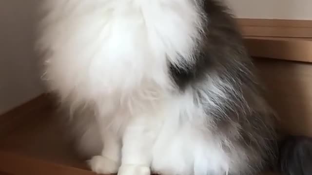 Cute Cat