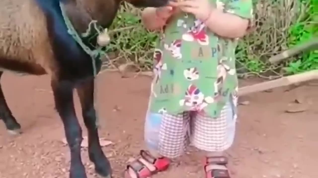 goat very funny video