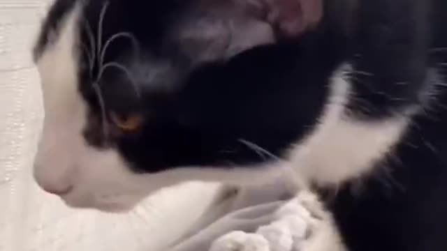 Cute Animal Videos that Will Brighten Up Your Day