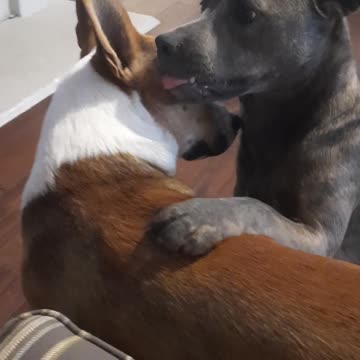 Fun Never Ends With Claire Bear &Tucker Carlson