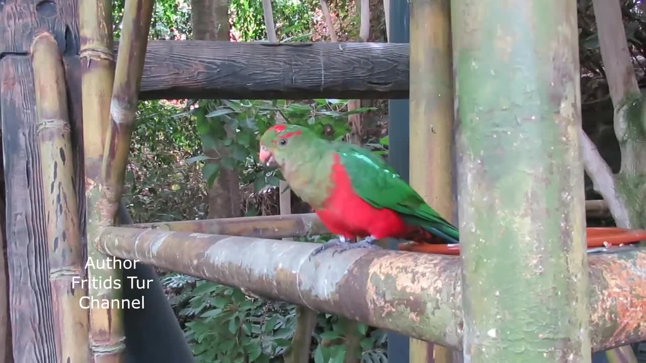 Bird Sounds - Domestic Australian King Parrot