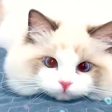 When I hear someone say I’m cute🐱