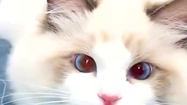 When I hear someone say I’m cute🐱