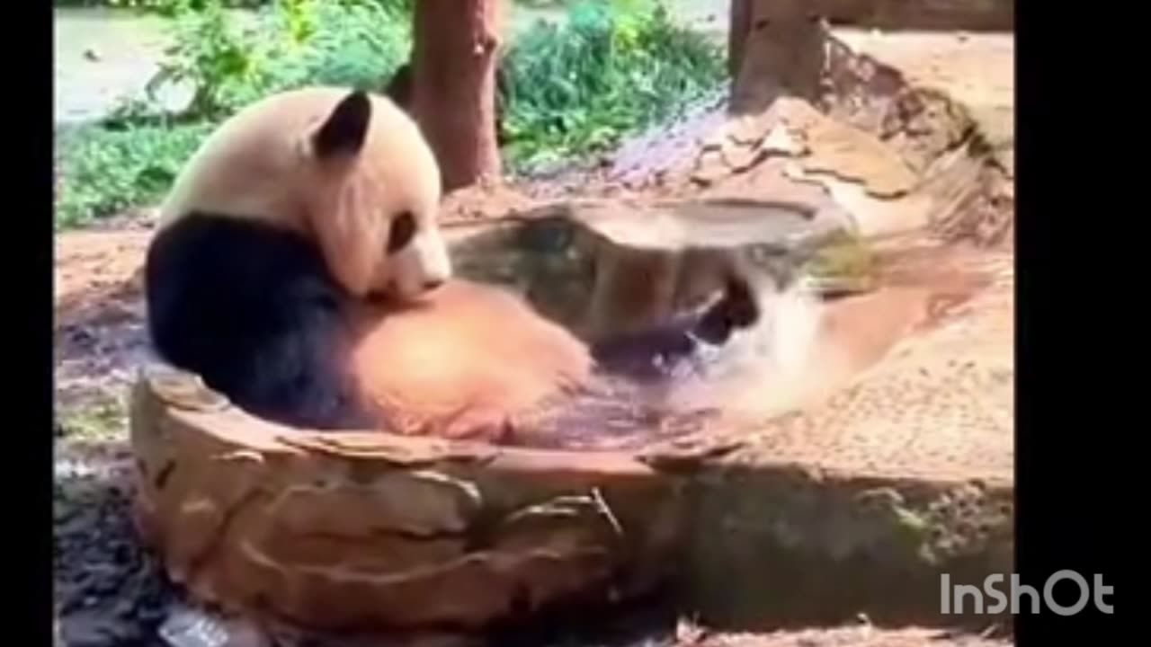 Cute Panta