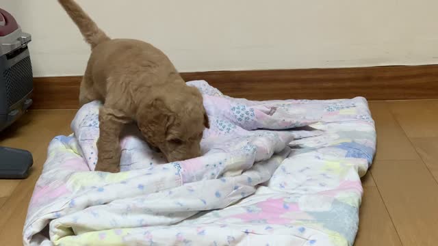 Pooping puppy, Standard poodle