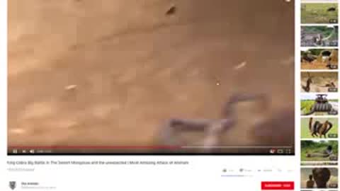 Amazing king Cobra vs Snake Real Fight _ King Cobra Hunting And Kill Snake _ Most Attack of Animals