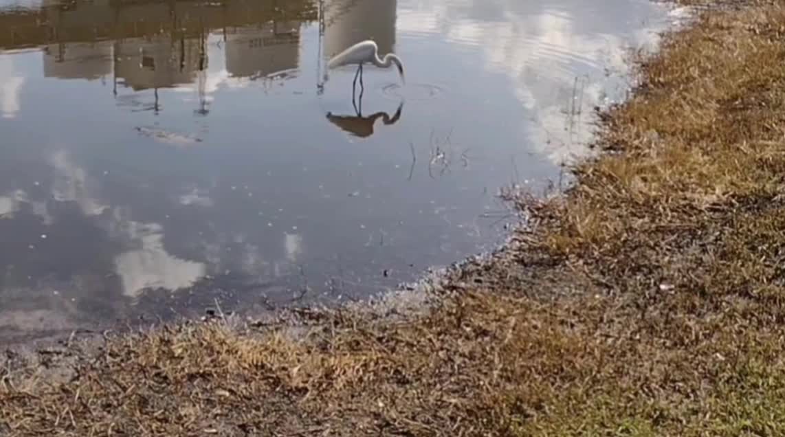 The natuer zone: feeding a turtle and a bird.