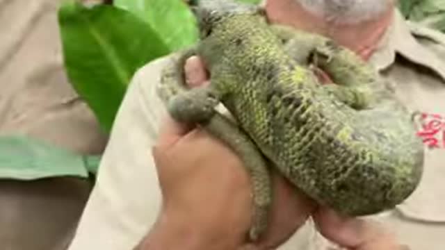 Check out this Monkey Tail Skink! 😱