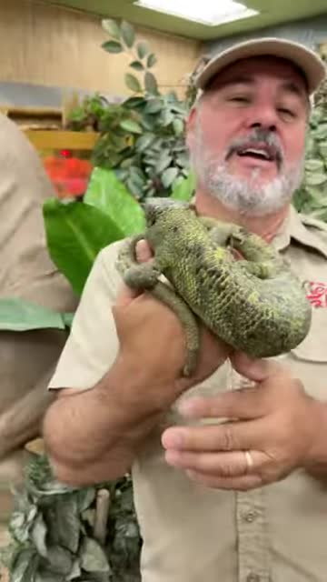 Check out this Monkey Tail Skink! 😱