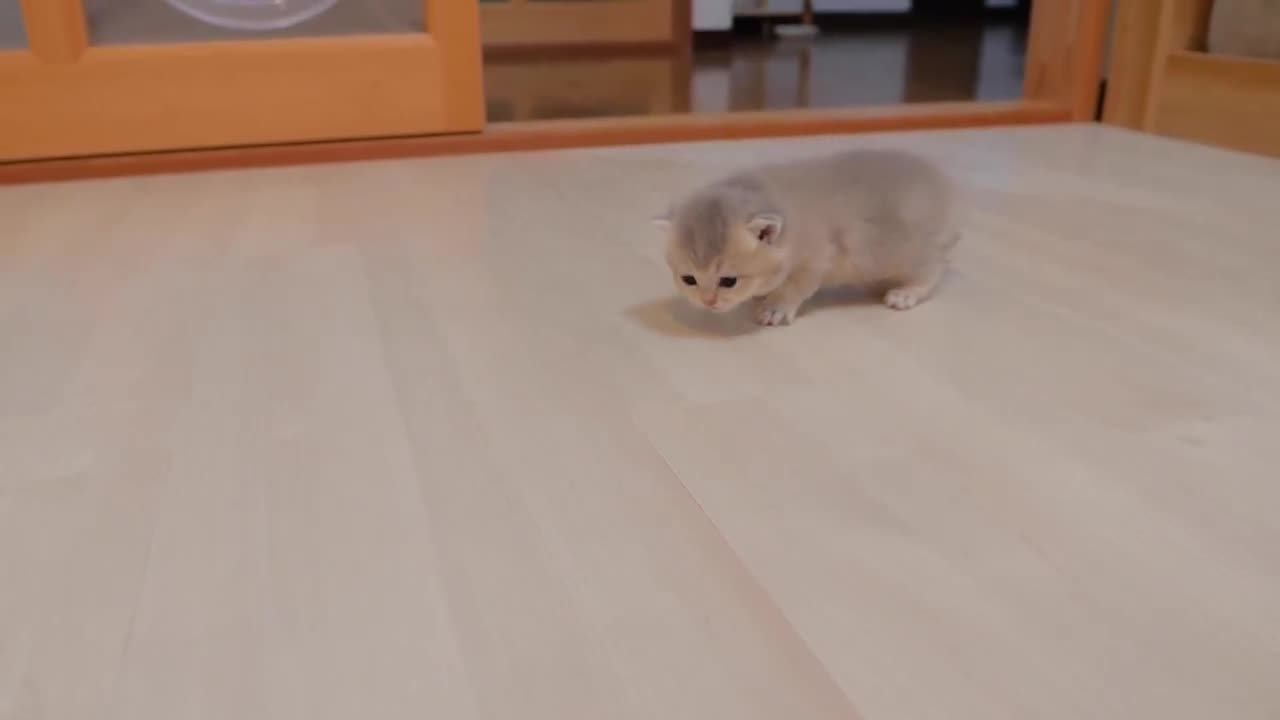 This cute kitten keeps walking up to its owner when praised