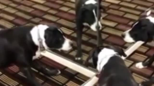 Who is the impostor?